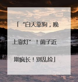 “白天靠狗，晚上靠灯”！菌子近期疯长！别乱捡