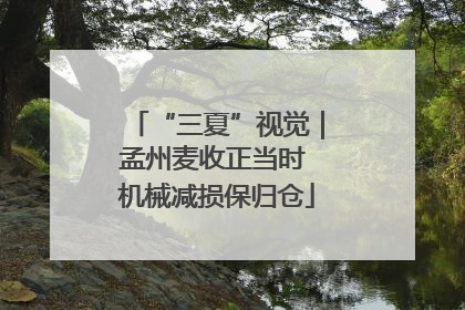 “三夏”视觉｜孟州麦收正当时 机械减损保归仓