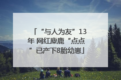 “与人为友”13年 网红麋鹿“点点”已产下8胎幼崽