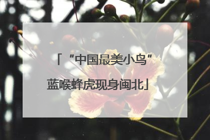 “中国最美小鸟”蓝喉蜂虎现身闽北