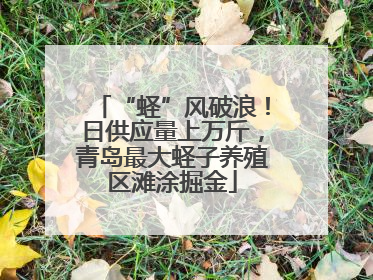 “蛏”风破浪！日供应量上万斤，青岛最大蛏子养殖区滩涂掘金