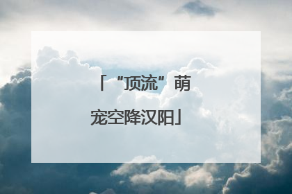 “顶流”萌宠空降汉阳