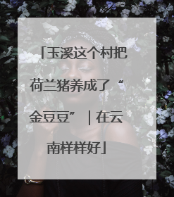 玉溪这个村把荷兰猪养成了“金豆豆”｜在云南样样好