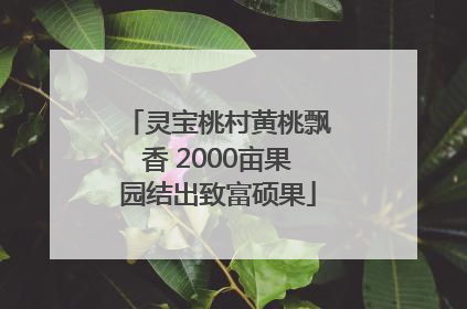 灵宝桃村黄桃飘香 2000亩果园结出致富硕果