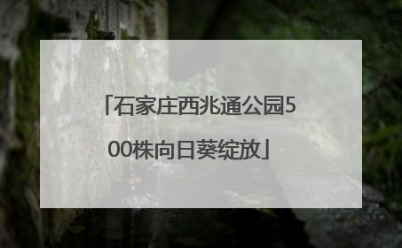 石家庄西兆通公园500株向日葵绽放