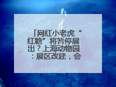 网红小老虎“红糖”将暂停展出？上海动物园：展区改建，会安排展出计划