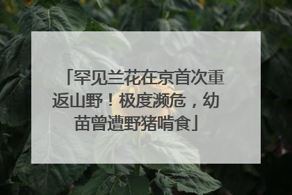 罕见兰花在京首次重返山野！极度濒危，幼苗曾遭野猪啃食