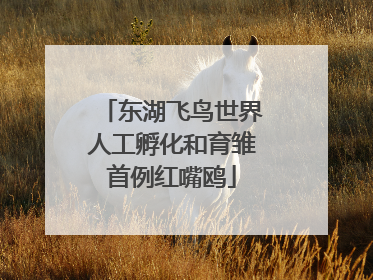 东湖飞鸟世界人工孵化和育雏首例红嘴鸥
