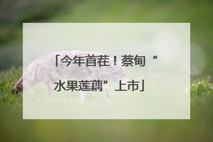 今年首茬！蔡甸“水果莲藕”上市