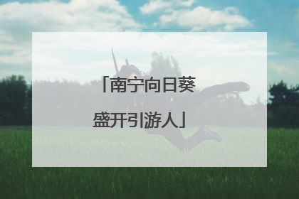 南宁向日葵盛开引游人