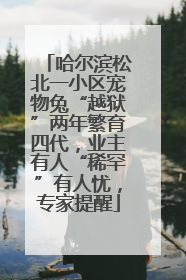 哈尔滨松北一小区宠物兔“越狱”两年繁育四代，业主有人“稀罕”有人忧，专家提醒