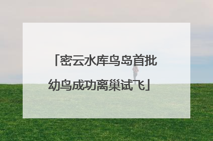 密云水库鸟岛首批幼鸟成功离巢试飞