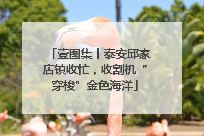 壹图集丨泰安邱家店镇收忙，收割机“穿梭”金色海洋