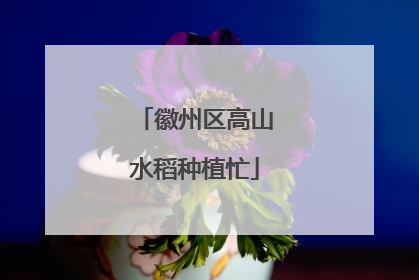 徽州区高山水稻种植忙