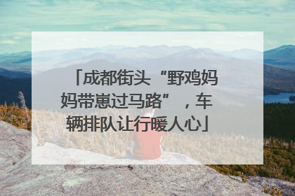 成都街头“野鸡妈妈带崽过马路”，车辆排队让行暖人心