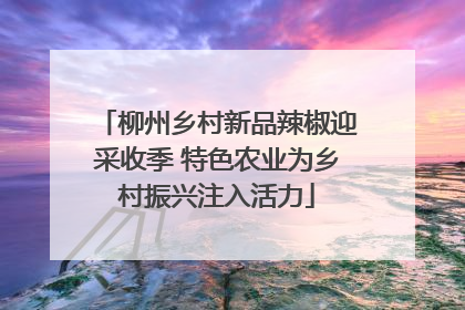 柳州乡村新品辣椒迎采收季 特色农业为乡村振兴注入活力