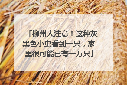 柳州人注意！这种灰黑色小虫看到一只，家里很可能已有一万只