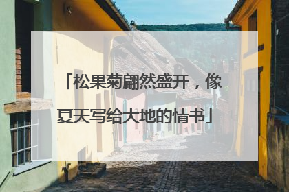 松果菊翩然盛开，像夏天写给大地的情书