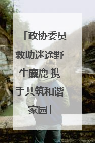 政协委员救助迷途野生麋鹿 携手共筑和谐家园