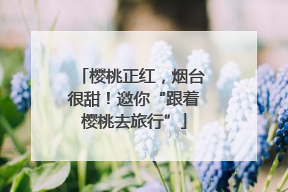 樱桃正红，烟台很甜！邀你“跟着樱桃去旅行”