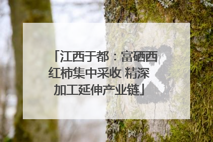 江西于都：富硒西红柿集中采收 精深加工延伸产业链