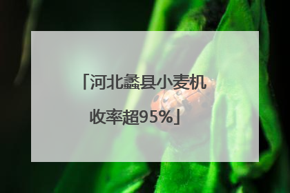 河北蠡县小麦机收率超95%