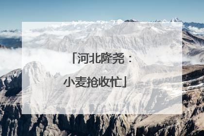 河北隆尧：小麦抢收忙