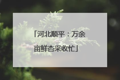 河北顺平：万余亩鲜杏采收忙