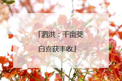 泗洪：千亩茭白喜获丰收