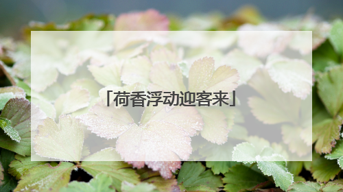 荷香浮动迎客来