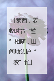 莱西：麦收时节“警”相随，田间地头护“农”忙