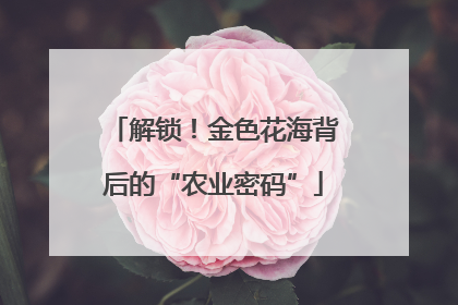 解锁！金色花海背后的“农业密码”