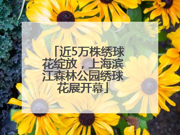 近5万株绣球花绽放，上海滨江森林公园绣球花展开幕