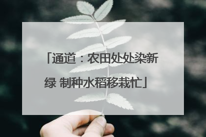 通道：农田处处染新绿 制种水稻移栽忙