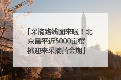 采摘路线图来啦！北京昌平近5000亩樱桃迎来采摘黄金期