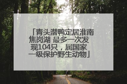 青头潜鸭定居淮南焦岗湖 最多一次发现104只，属国家一级保护野生动物
