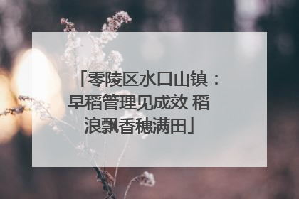 零陵区水口山镇：早稻管理见成效 稻浪飘香穗满田