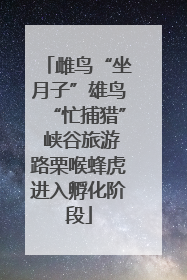 雌鸟“坐月子”雄鸟“忙捕猎” 峡谷旅游路栗喉蜂虎进入孵化阶段