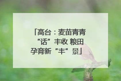 高台：麦苗青青“话”丰收 粮田孕育新“丰”景