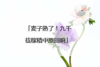 麦子熟了！九千载稼穑中原回响